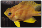 Yellow Staghorn Damselfsh